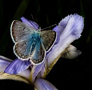 Butterfly 19-6782a